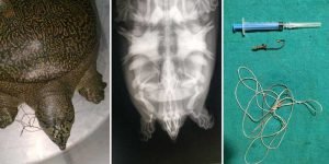 Assam: WTI’s veterinarian removes fishing hook swallowed by endangered turtle