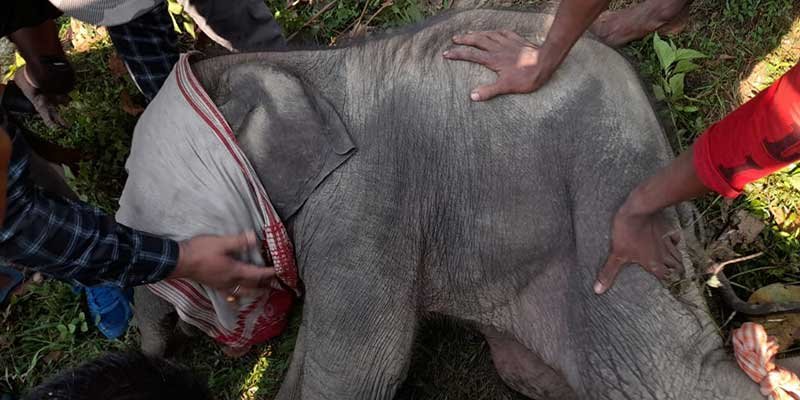 Assam: Elephant calf rescued by Forest personnel; shifted to rehabilitation centre