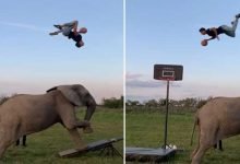 Viral Video: Man performs amazing basketball tricks with involving an elephant