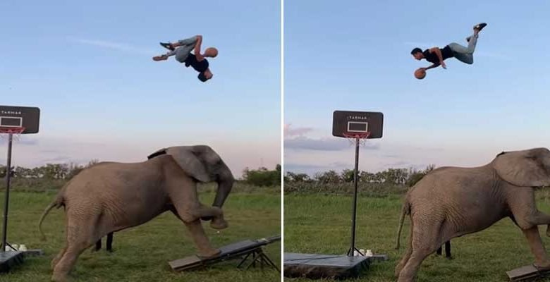 Viral Video: Man performs amazing basketball tricks with involving an elephant