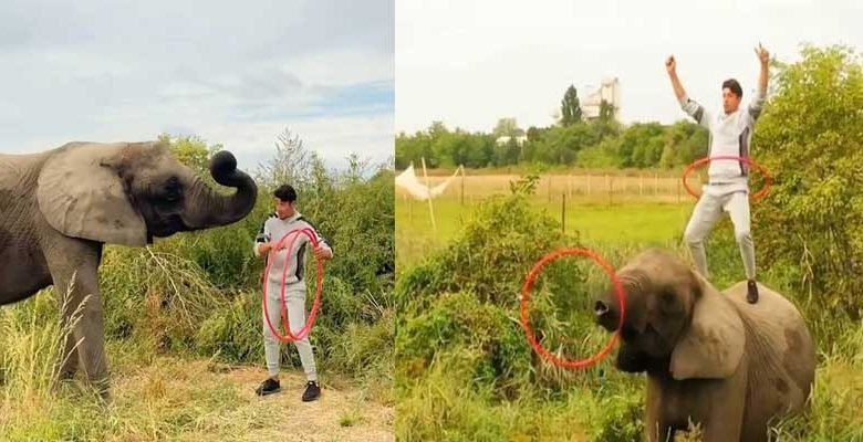 Viral Video: Elephant joining man in hula hoop performance