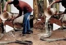 Watch viral video of a man bathing and feeding snake
