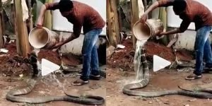 Watch viral video of a man bathing and feeding snake