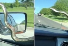 VIRAL VIDEO: Snake takes a ride on a car’s windscreen