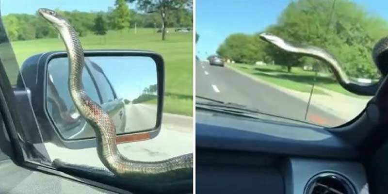 VIRAL VIDEO: Snake takes a ride on a car’s windscreen
