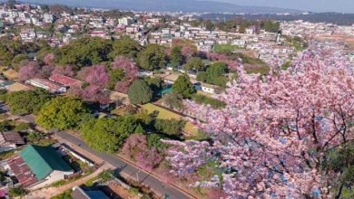 Meghalaya: Shillong Cherry Blossom Festival is Back