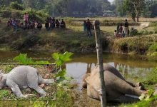 Assam: Two elephants die due to suspected poisoning in Karbi Anglong