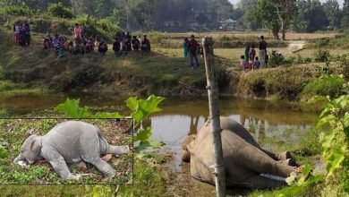 Assam: Two elephants die due to suspected poisoning in Karbi Anglong
