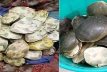 Assam: RPF recovered Rare species of turtles at Kamakhya Railway Station