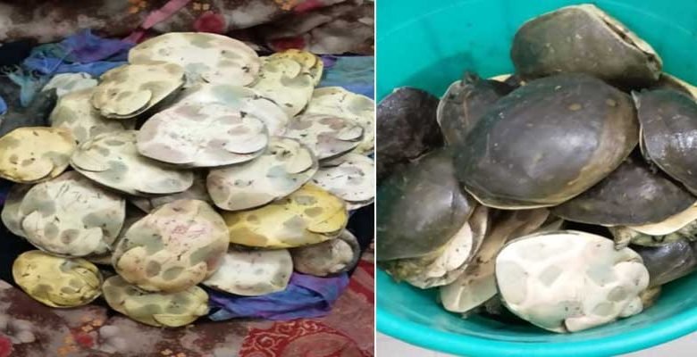 Assam: RPF recovered Rare species of turtles at Kamakhya Railway Station