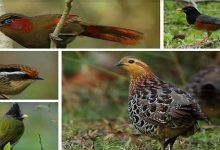 Nagaland:178 species of birds documented during Tokhü Emong Bird Count