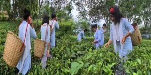 Assam: College runs tea garden, helps needy students earn by plucking leaves