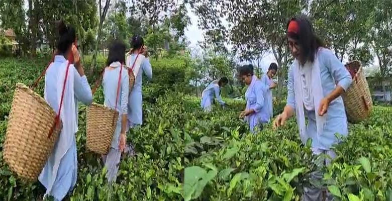 Assam: College runs tea garden, helps needy students earn by plucking leaves
