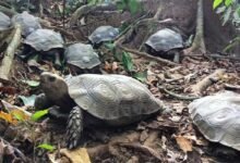Nagaland: Asian Giant Tortoise Rewilded to a protected forest