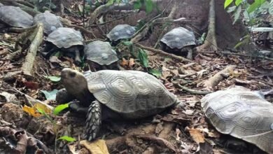 Nagaland: Asian Giant Tortoise Rewilded to a protected forest