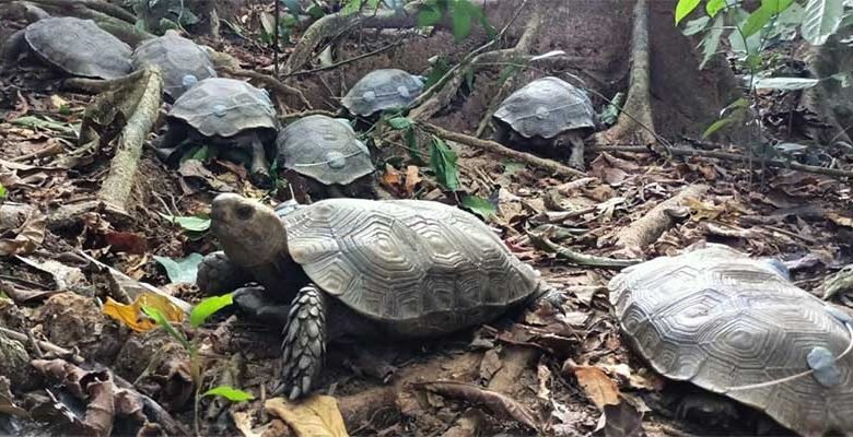 Nagaland: Asian Giant Tortoise Rewilded to a protected forest