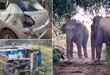 Assam: 3 Killed in Wild Elephants attack on Vehicles in Goalpara