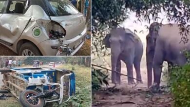Assam: 3 Killed in Wild Elephants attack on Vehicles in Goalpara
