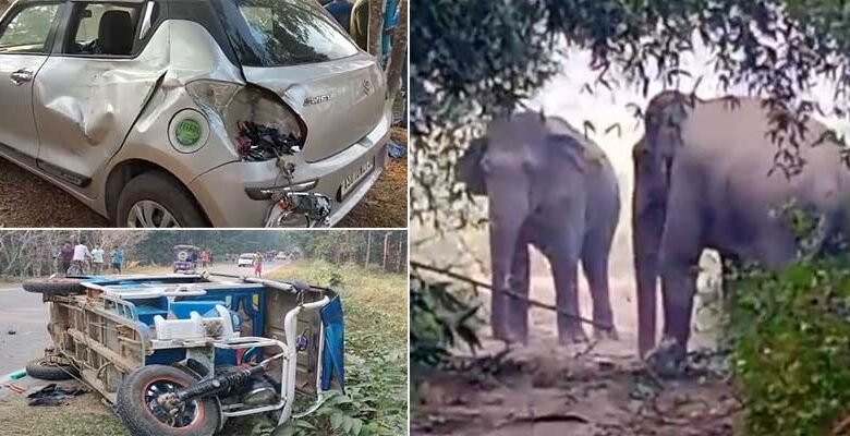 Assam: 3 Killed in Wild Elephants attack on Vehicles in Goalpara