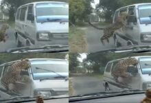 VIRAL VIDEO- 13, including 3 forest staff, injured in leopard attack in Assam's Jorhat