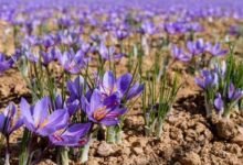 Sikkim: Saffron cultivation successfully done in Yangang