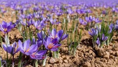 Sikkim: Saffron cultivation successfully done in Yangang