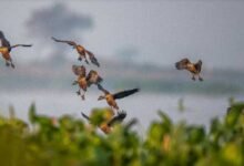 Assam: Deepor Beel recorded over 26000 birds of 97 species during a recent bird count