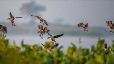 Assam: Deepor Beel recorded over 26000 birds of 97 species during a recent bird count