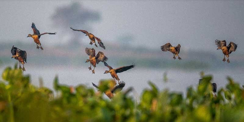 Assam: Deepor Beel recorded over 26000 birds of 97 species during a recent bird count