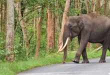 Assam: Army jawan killed in wild elephant attack in Guwahati