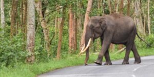 Assam: Army jawan killed in wild elephant attack in Guwahati
