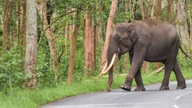 Assam: Army jawan killed in wild elephant attack in Guwahati