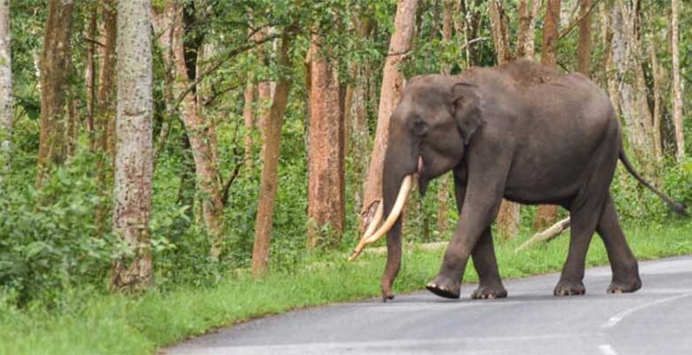 Assam: Army jawan killed in wild elephant attack in Guwahati