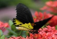 Tripura's only Butterfly Park becomes tourist hotspot