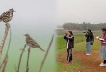 Assam: Doloni Beel bird survey records 47 wetland species