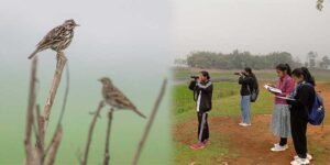 Assam: Doloni Beel bird survey records 47 wetland species