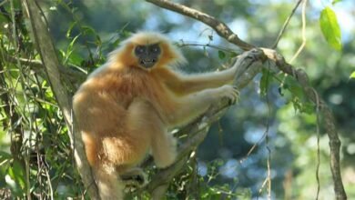 Endangered Golden langur habitat in Assam under threat of high-powered transmission lines, says Aaranyak