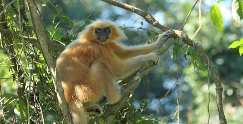 Endangered Golden langur habitat in Assam under threat of high-powered transmission lines, says Aaranyak