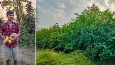 Assam: Farmers reap benefits from Lemon fence pilot project in Assam