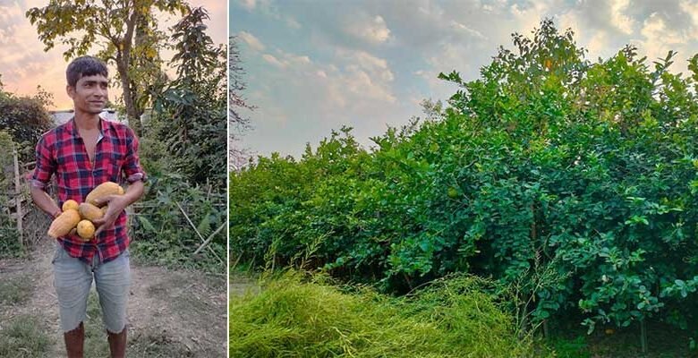 Assam: Farmers reap benefits from Lemon fence pilot project in Assam