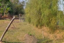 Assam received another solar fence to combat human elephant conflict