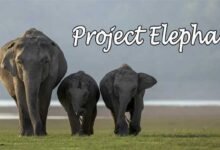 Thirty Years of Project Elephant