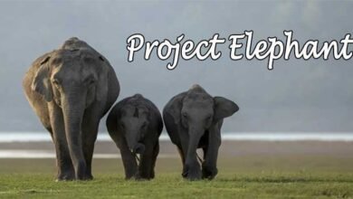 Thirty Years of Project Elephant