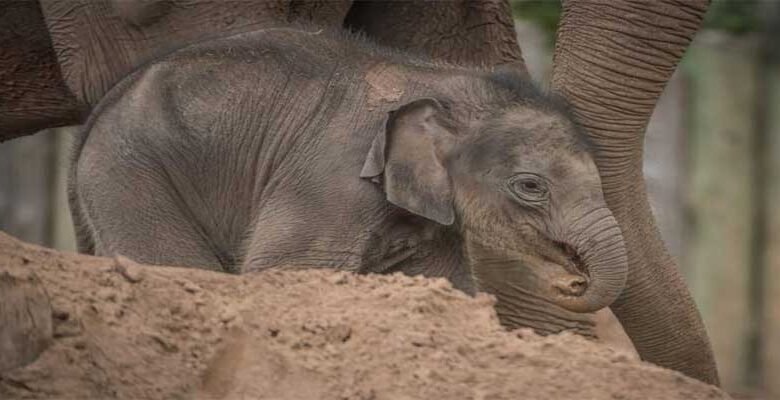 Assam: Anjan turns 5 in London’s Chester Zoo, namesake rejoices in Assam