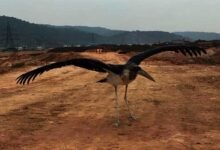 Assam: Tiku, rescued endangered Hargila, set free by Aaranyak team