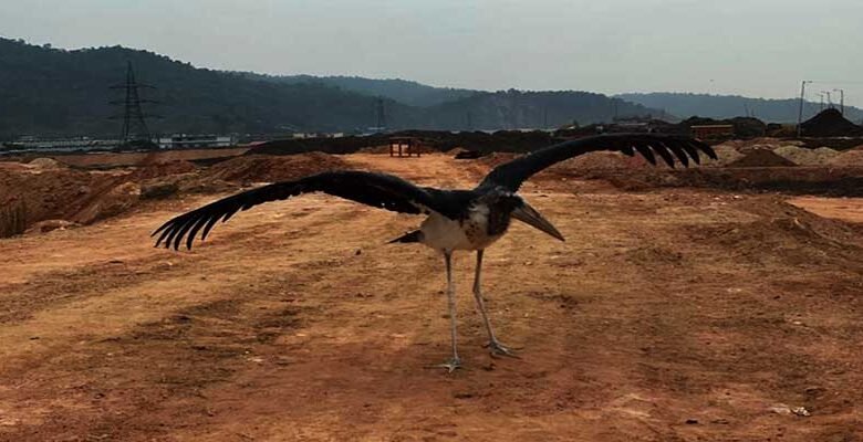 Assam: Tiku, rescued endangered Hargila, set free by Aaranyak team
