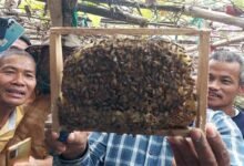 Assam: Training program on beekeeping held at Karbi Anglong