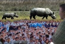 Rhino Goes to School, a Rhino awareness programme held in Assam's Kaziranga