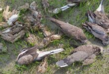 Assam: Aaranyak calls for action against Poisoning of birds in Jania