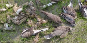 Assam: Aaranyak calls for action against Poisoning of birds in Jania